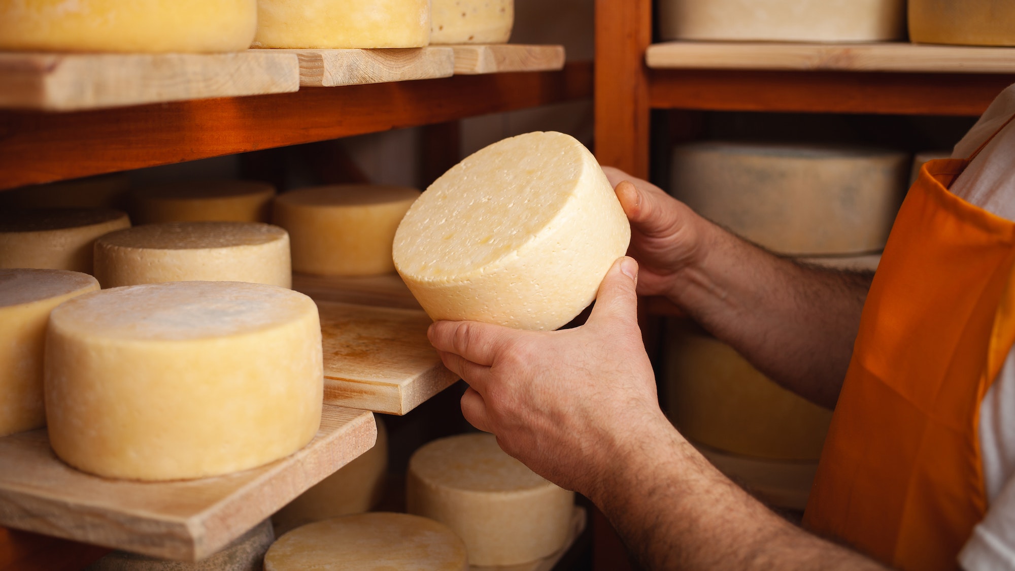 man cheesemaker in the cellar, beautiful wooden shelves with a ready cheese circle, ripening. Cheese